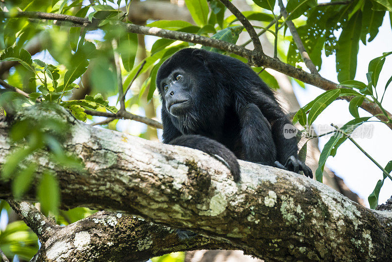 树上成年雄性吼猴(Alouatta paliatta)